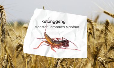 Ketonggeng, Monster Pembawa Manfaat