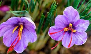 Yuk, Kenalan dengan Saffron