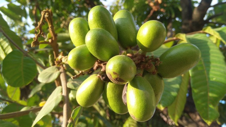 Manfaat Luar Biasa dari Memakan Buah Matoa: Kesehatan dan Kenikmatan dalam Satu Gigitan
