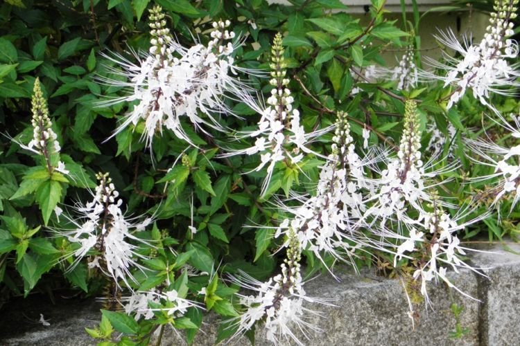 Manfaat Ajaib Kumis Kucing: Tanaman Herbal untuk Kesehatan Anda