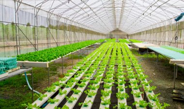 Transformasi Pertanian Menuju Masa Depan: Keajaiban Sistem Hidroponik