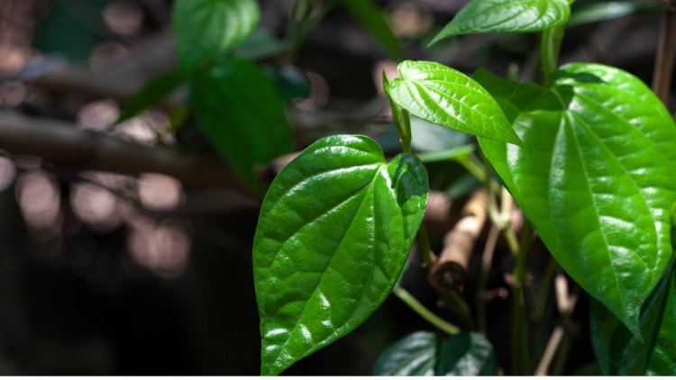 Manfaat Ramuan Daun Sirih: Keajaiban Alam untuk Kesehatan