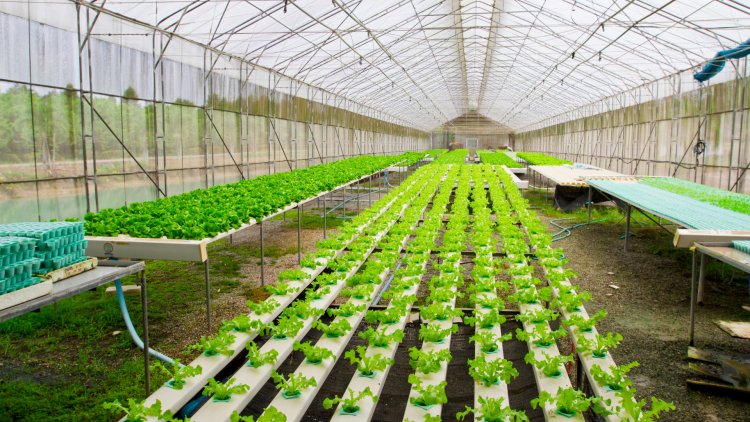 Transformasi Pertanian Menuju Masa Depan: Keajaiban Sistem Hidroponik