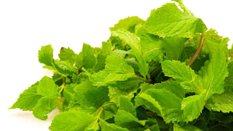 Daun Mint: Aromatik dan Penuh Manfaat untuk Kesehatan