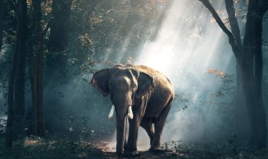 Kisah Si Gajah Penyelamat Hutan