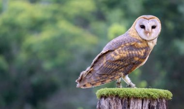 Si Burung Hantu dan Pesta Cahaya