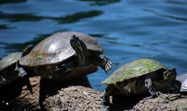 Seekor kura-Kura dan Rahasia di Danau Biru