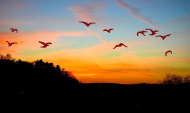 Senandung Burung di Ujung Fajar