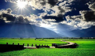 Mentari Pagi di Atas Hamparan Padi