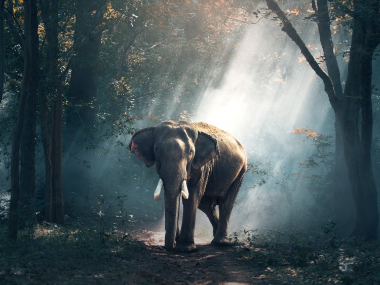 Kisah Si Gajah Penyelamat Hutan