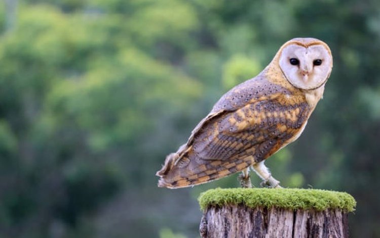 Si Burung Hantu dan Pesta Cahaya