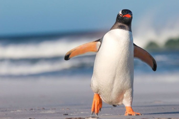 Penguin yang Bermimpi Terbang ke Langit