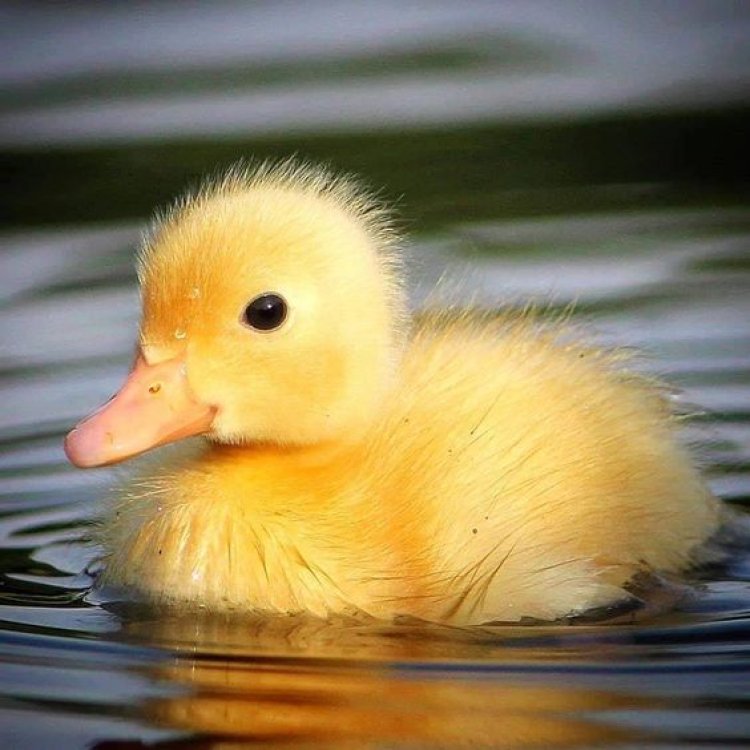 Petualangan Bebek Kuning di Sungai Mengalir