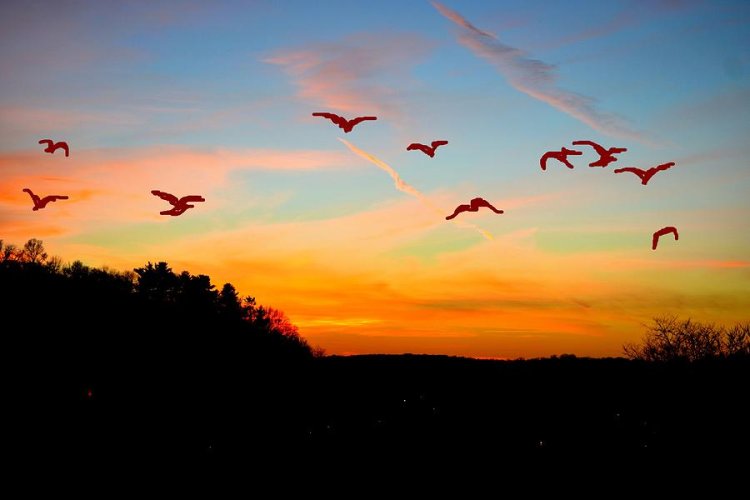 Senandung Burung di Ujung Fajar