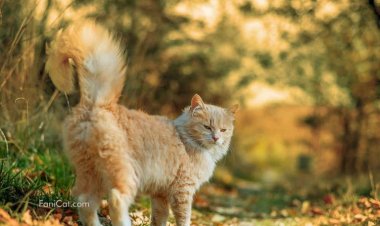 Si Kucing Pencari Pelangi