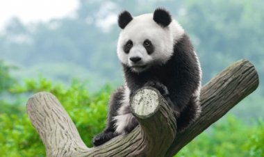 Si Panda Pemalu yang Menjadi Pemberani