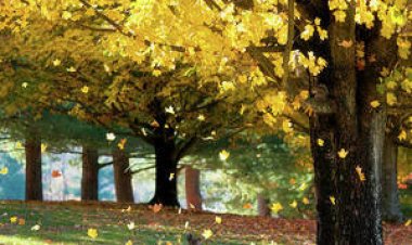 Semesta Berbicara di Antara Daun-daun Gugur