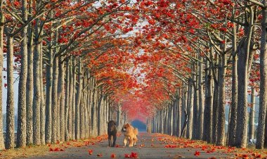 Melodi Gugurnya Daun