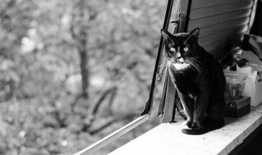 Kucing Hitam dan Permata Hilang