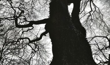 Pohon Angker di Hutan