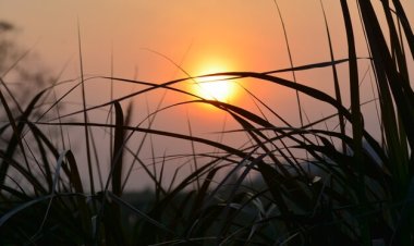 Cahaya Pagi Membelai Embun