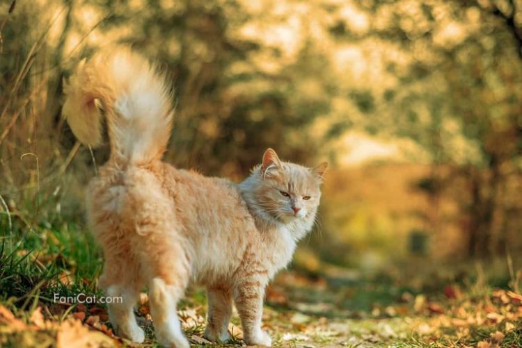 Si Kucing Pencari Pelangi