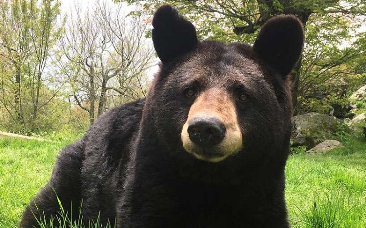 Bella Si Beruang Madu dan Keajaiban Hutan Bunga