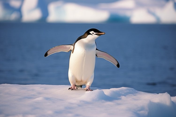 Penguin Pemberani dari Kutub Selatan