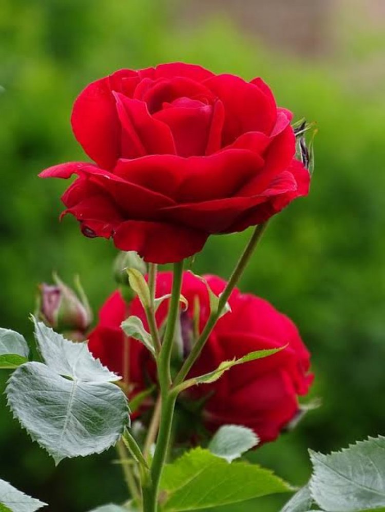 Mawar Berduri di Taman Hati