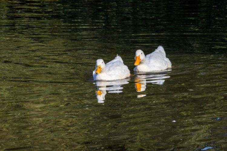 Pengembaraan Bebek Kecil di Danau