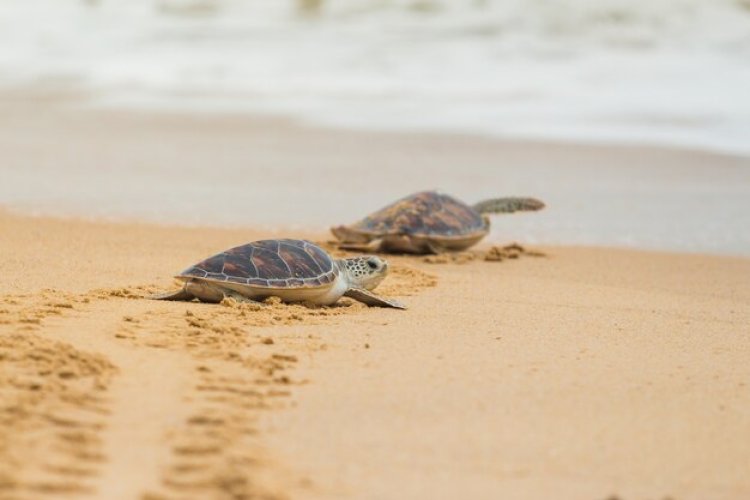 Rintangan Si Penyu Kecil di Pantai