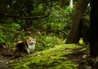 Petualangan Kucing Kecil di Hutan Ajaib