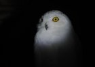 Burung Hantu yang Takut Gelap