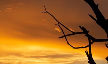 Serpihan Asa di Ujung Senja