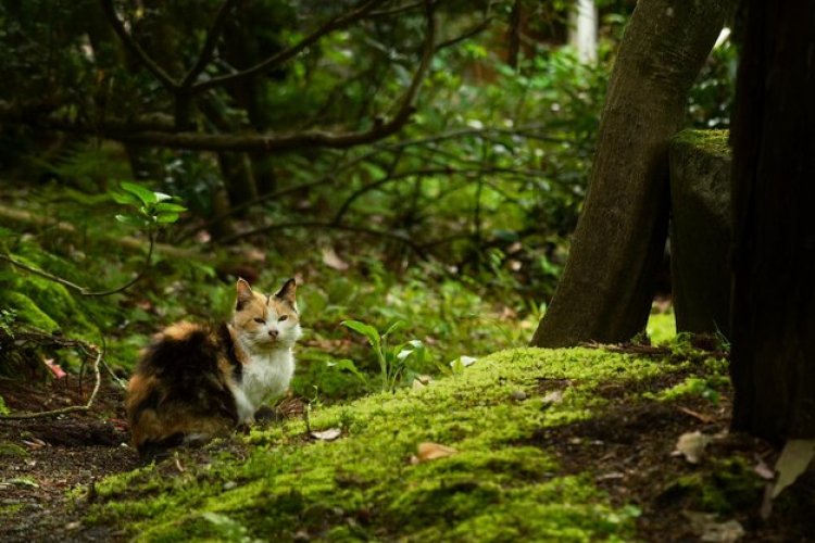 Petualangan Kucing Kecil di Hutan Ajaib